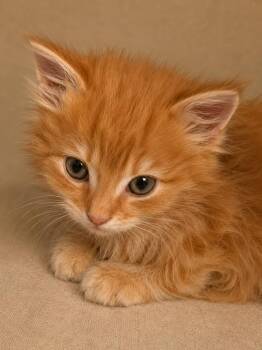 Cheddar -  Tabby Cat for Adoption in Calimesa, California - Cheddar | PetCurious