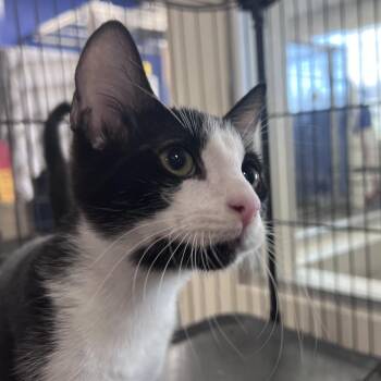 Avocato -  Domestic Short Hair Cat for Adoption in Los Angeles, California - Avocato | PetCurious