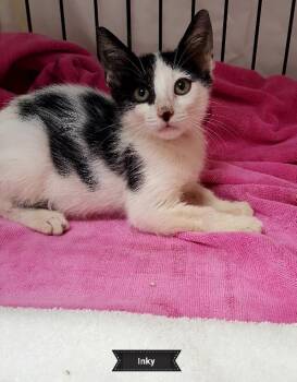 Rescue Domestic Short Hair Cats for Adoption in Key Largo, Florida - Inky | PetCurious