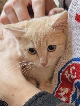 Domestic Short Hair Cats Available for Adoption - Chance | PetCurious