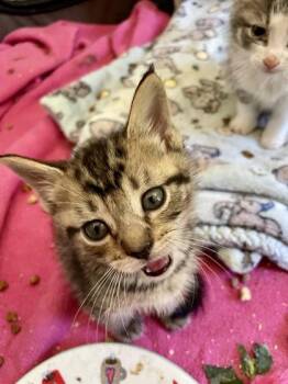 Denny (The Mamas and the Papas Litter) -  Domestic Medium Hair and Tabby Cat for Adoption in Baltimore, Maryland - Denny (The Mamas And The Papas Litter) | PetCurious