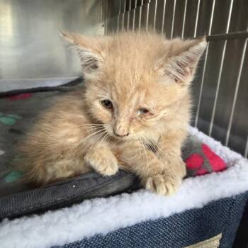Caramel -  American Curl Cat for Adoption in Spring Hill, Kansas - Caramel | PetCurious