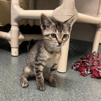 Nikki -  Domestic Short Hair Cat Available for Adoption - Nikki | PetCurious