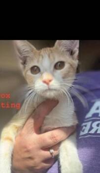 Connie -  Domestic Short Hair Cat for Adoption in Lafayette, Colorado - Connie | PetCurious