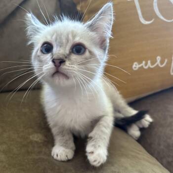 Tabby Cats Available for Adoption in Pasco, Washington - Nicademus | PetCurious