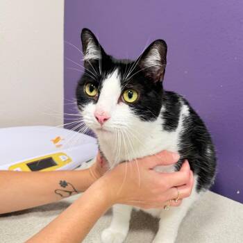 Mateo -  Domestic Short Hair Cat for Adoption in Englewood, Florida - Mateo | PetCurious