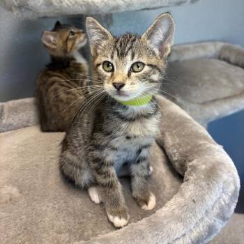 Cosmos -  Domestic Short Hair Cat for Adoption in Nevada, Missouri - Cosmos | PetCurious