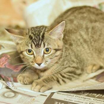 Chaca -  Domestic Short Hair Cat for Adoption in Belleville, Illinois - Chaca | PetCurious
