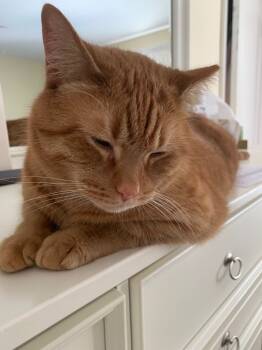 Rescue Domestic Short Hair Cats for Adoption in Camp Hill, Pennsylvania - Tommy | PetCurious