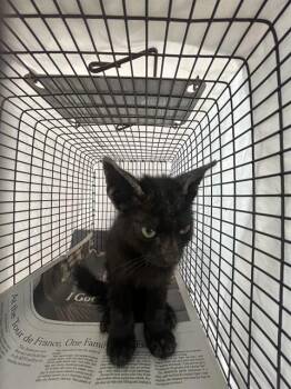 HAMPTON -  Domestic Short Hair Cat for Adoption in Fort Lauderdale, Florida - HAMPTON | PetCurious