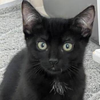 Minx -  Domestic Short Hair Cat for Adoption in Buffalo, New York - Minx | PetCurious