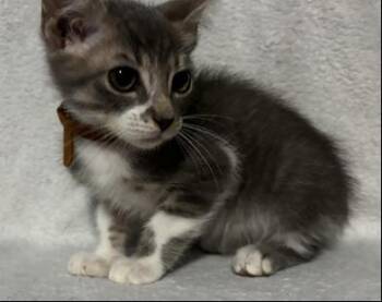 Edgar -  Domestic Short Hair Cat for Adoption in Liverpool, Texas - Edgar | PetCurious