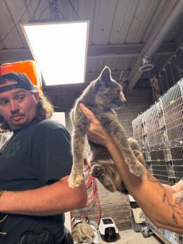 Sookie -  Domestic Short Hair Cat for Adoption in Shelbyville, Tennessee - Sookie | PetCurious