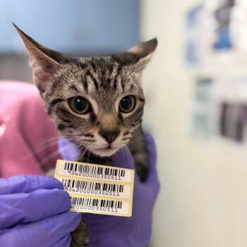 Giddy -  Domestic Medium Hair Cat for Adoption in Charleston, West Virginia - Giddy | PetCurious