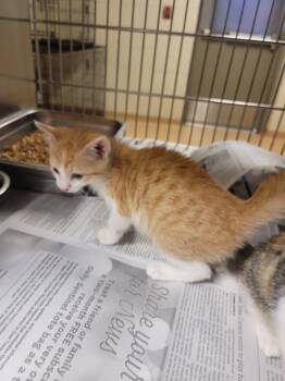 Rescue Tabby Cats for Adoption in Nacogdoches, Texas - T-Rex | PetCurious