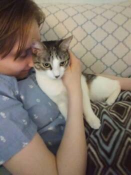 Pandora -  Tabby Cat for Adoption - Pandora | PetCurious