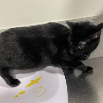 Domestic Short Hair Cats Available for Adoption - Dahlia | PetCurious