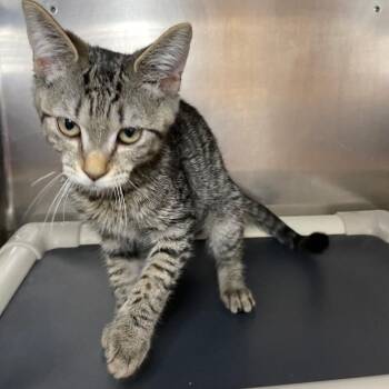 Kiwi -  Domestic Short Hair Cat for Adoption in Roanoke, Virginia - Kiwi | PetCurious
