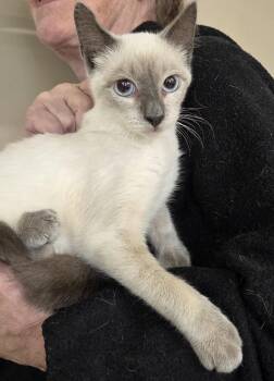 Lexus -  Siamese Cat for Adoption in Mansfield, Connecticut - Lexus | PetCurious