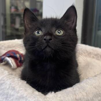 Bogey -  Domestic Medium Hair Cat for Adoption in Liberty, Missouri - Bogey | PetCurious