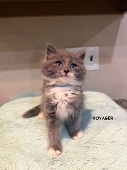 Voyager -  Domestic Medium Hair Cat for Adoption in Buford, Georgia - Voyager | PetCurious