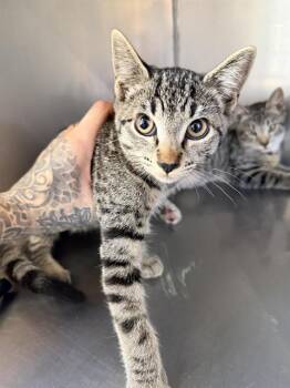 CREPE* -  Domestic Short Hair Cat for Adoption in Santa Cruz, California - CREPE* | PetCurious