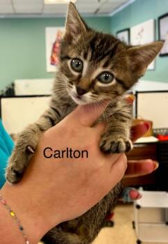 Rescue Domestic Short Hair Cats for Adoption in Heber City, Utah - Carlton | PetCurious