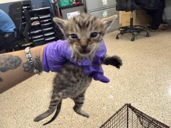 Domestic Short Hair Cats Available for Adoption in Doral, Florida - RENE | PetCurious