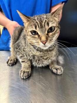 MISS THANG -  Domestic Short Hair and Manx Cat for Adoption in Cookeville, Tennessee - MISS THANG | PetCurious