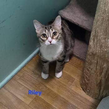 Riley -  Domestic Short Hair Cat for Adoption in Whitewater, Wisconsin - Riley | PetCurious