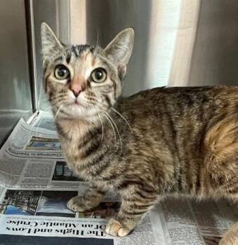 Domestic Short Hair Cats Available for Adoption - CASHEW | PetCurious