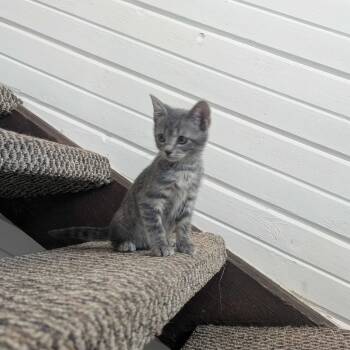 Rescue Domestic Short Hair Cats for Adoption in Valdosta, Georgia - Sardine | PetCurious