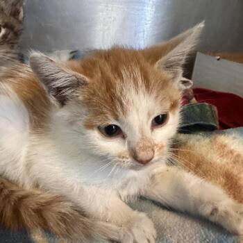 Mabel -  Domestic Short Hair Cat for Adoption in Corinth, Mississippi - Mabel | PetCurious