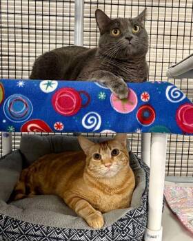 Domestic Short Hair Cats Available for Adoption in Novato, California - River | PetCurious