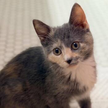 Rena -  Domestic Short Hair Cat for Adoption in Cincinnati, Ohio - Rena | PetCurious