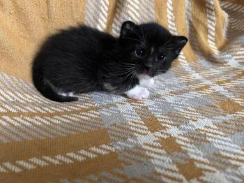 Domestic Short Hair Cats Available for Adoption in Mustang, Oklahoma - Caribou | PetCurious