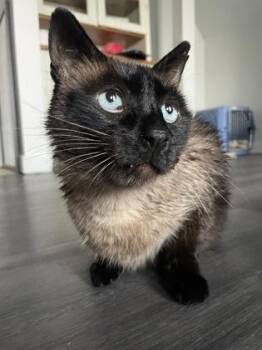 Oscar -  Domestic Short Hair Cat for Adoption in Cranbrook, British Columbia - Oscar | PetCurious