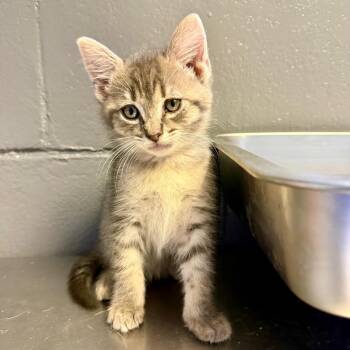 Domestic Short Hair Cats Available for Adoption in Tuscaloosa, Alabama - TUSC-Stray-83986 | PetCurious