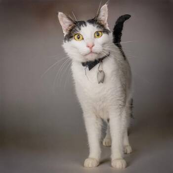 FREDDIE -  Domestic Short Hair Cat for Adoption in St. Louis, Missouri - FREDDIE | PetCurious