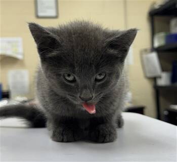 CAT -  Domestic Short Hair Cat for Adoption in Aliquippa, Pennsylvania - CAT | PetCurious
