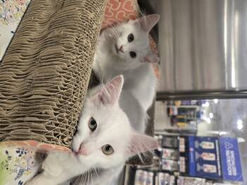 Ghostie and Marshmallow -  Turkish Angora and Domestic Long Hair Cat for Adoption in Fullerton, California - Ghostie And Marshmallow | PetCurious