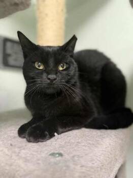 Rescue Domestic Medium Hair and Domestic Short Hair Cats for Adoption in Batavia, Ohio - Kendra | PetCurious