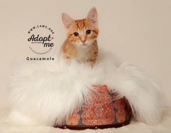 Guacamole -  Domestic Short Hair Cat for Adoption in Millcreek, Utah - Guacamole | PetCurious