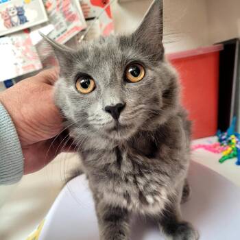 Smudge -  Domestic Medium Hair Cat for Adoption in Belfair, Washington - Smudge | PetCurious