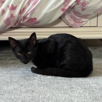 Olive -  Domestic Short Hair Cat for Adoption in Medina, Ohio - Olive | PetCurious