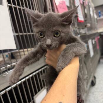 Mr. -  Domestic Medium Hair Cat for Adoption in Port Charlotte, Florida - Mr. | PetCurious