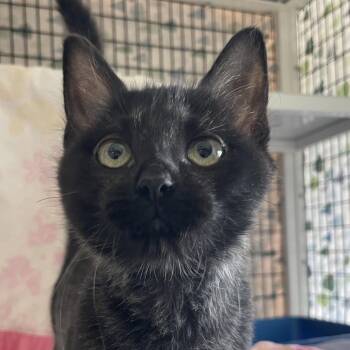 McShay -  Domestic Short Hair Cat for Adoption in Chicago, Illinois - McShay | PetCurious