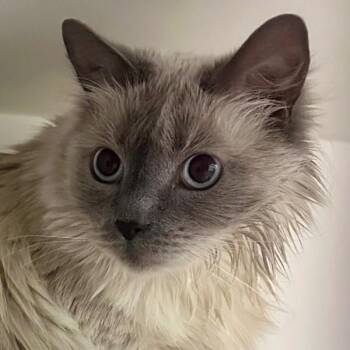 Lucius -  Siamese Cat for Adoption in Walnut Creek, California - Lucius | PetCurious