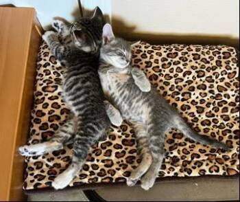 Blue Pie -  Tabby and Domestic Short Hair Cat for Adoption in Chandler, Arizona - Blue Pie | PetCurious