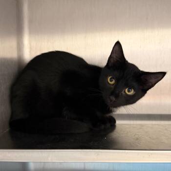Puck -  Domestic Short Hair Cat for Adoption in Naperville, Illinois - Puck | PetCurious